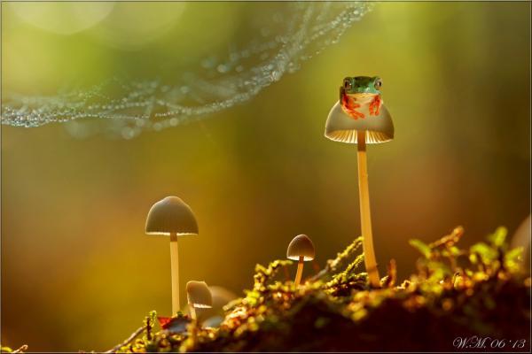 Frog Photography by Wil Mijer