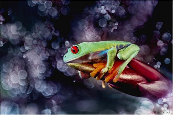 Frog Photography by Wil Mijer
