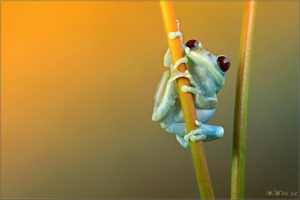 Frog Photography by Wil Mijer