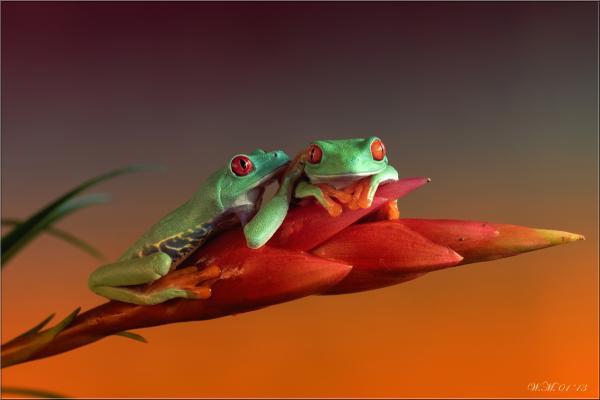 Frog Photography by Wil Mijer