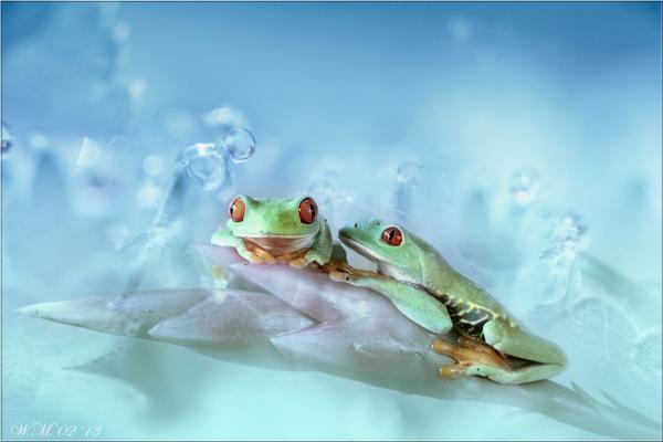 Frog Photography by Wil Mijer