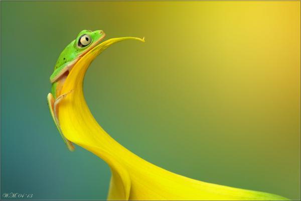 Frog Photography by Wil Mijer