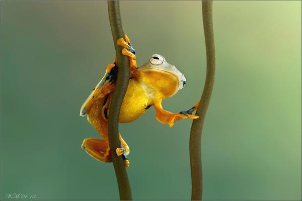 Frog Photography by Wil Mijer