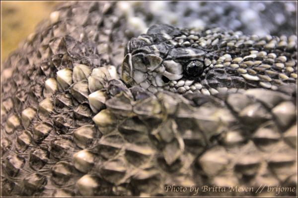 Animal Portraits by Britta Meven