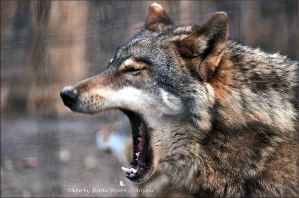 Animal Portraits by Britta Meven