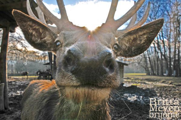 Animal Portraits by Britta Meven