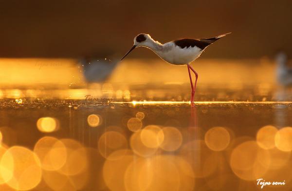 Birds Photography by Tejas Soni