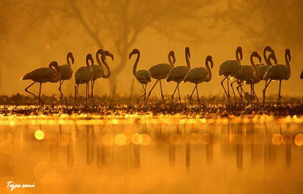 Birds Photography by Tejas Soni