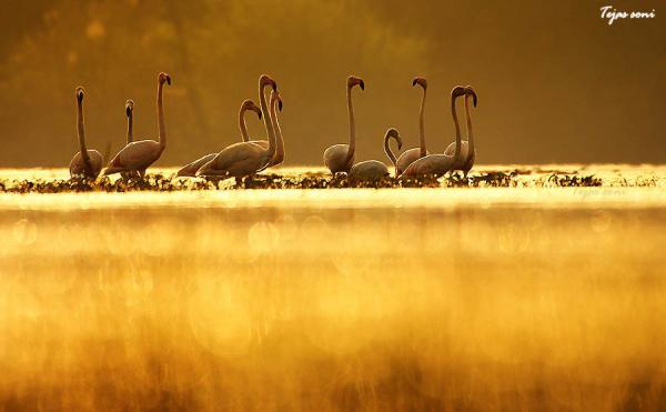 Birds Photography by Tejas Soni