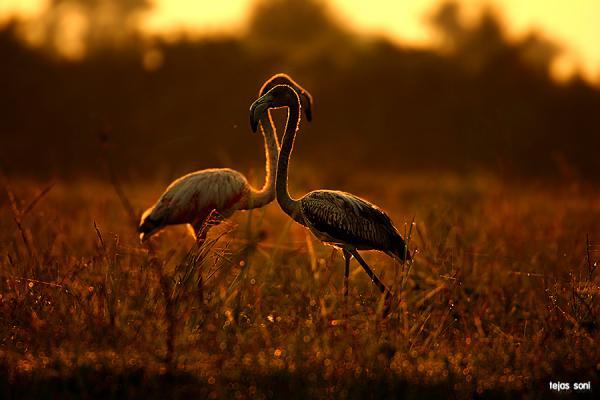 Birds Photography by Tejas Soni