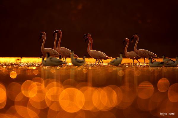 Birds Photography by Tejas Soni