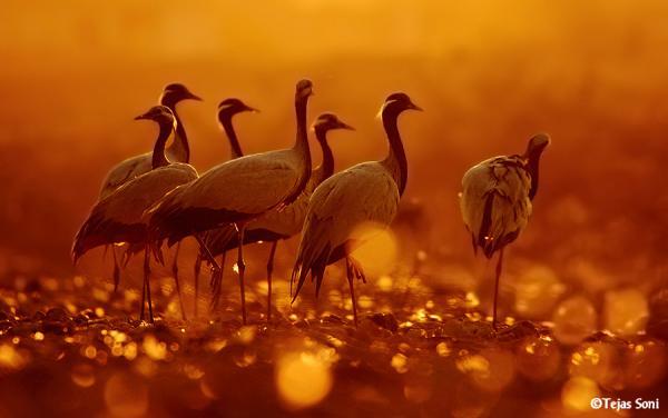 Birds Photography by Tejas Soni