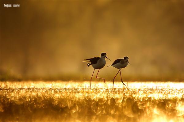 Birds Photography by Tejas Soni