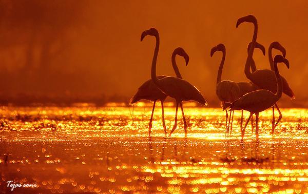 Birds Photography by Tejas Soni