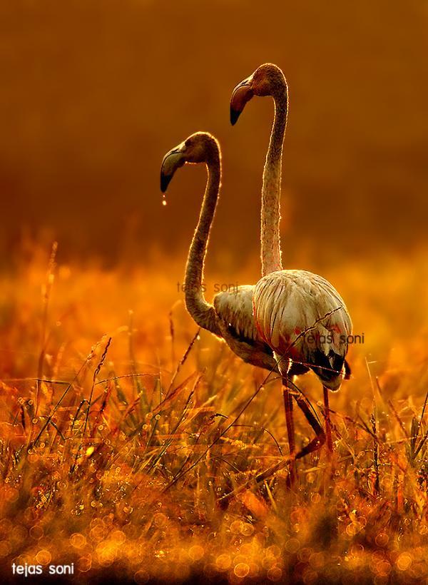 Birds Photography by Tejas Soni