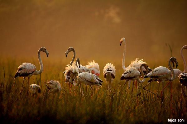 Birds Photography by Tejas Soni