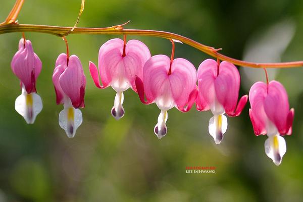 50 Pictures of Pretty Flowers