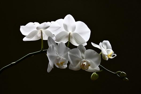 50 Pictures of Pretty Flowers