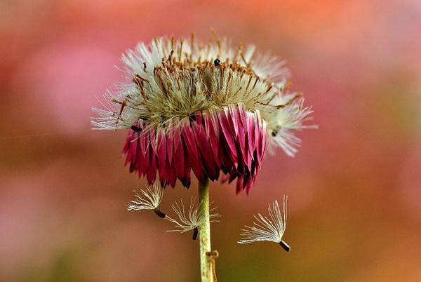 50 Pictures of Pretty Flowers
