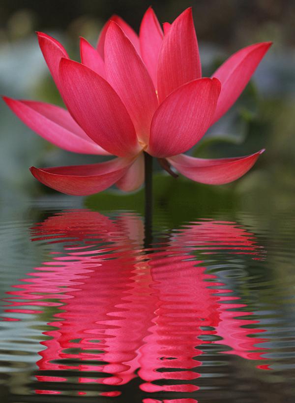 50 Pictures of Pretty Flowers