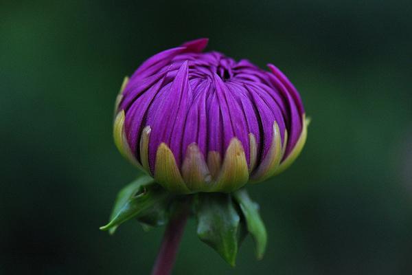 50 Pictures of Pretty Flowers