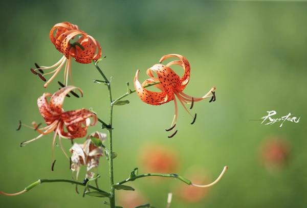 50 Pictures of Pretty Flowers