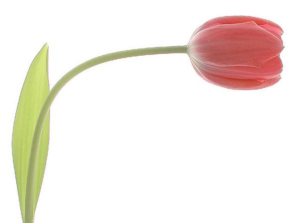 50 Pictures of Pretty Flowers