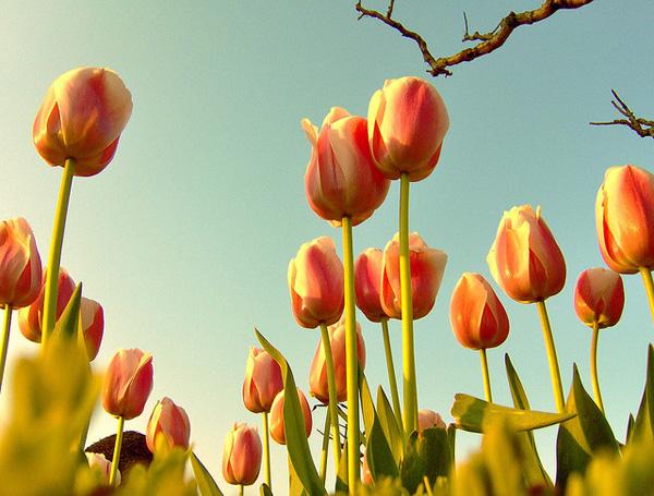 50 Pictures of Pretty Flowers