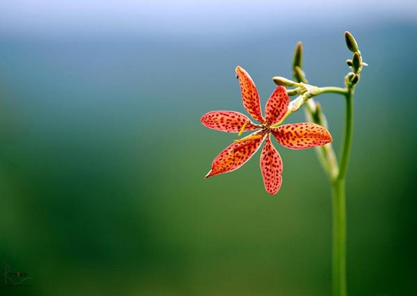 50 Pictures of Pretty Flowers