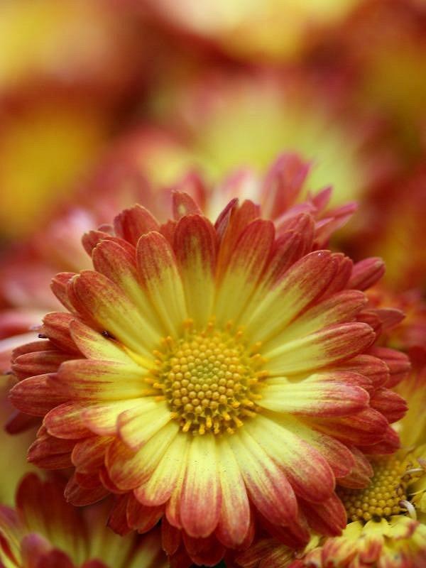 50 Pictures of Pretty Flowers