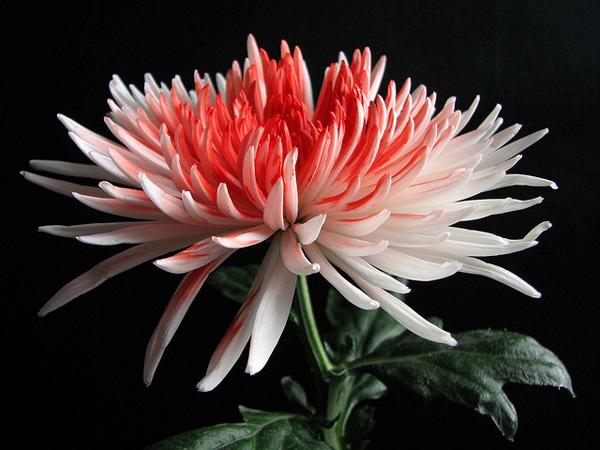 50 Pictures of Pretty Flowers
