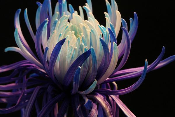 50 Pictures of Pretty Flowers