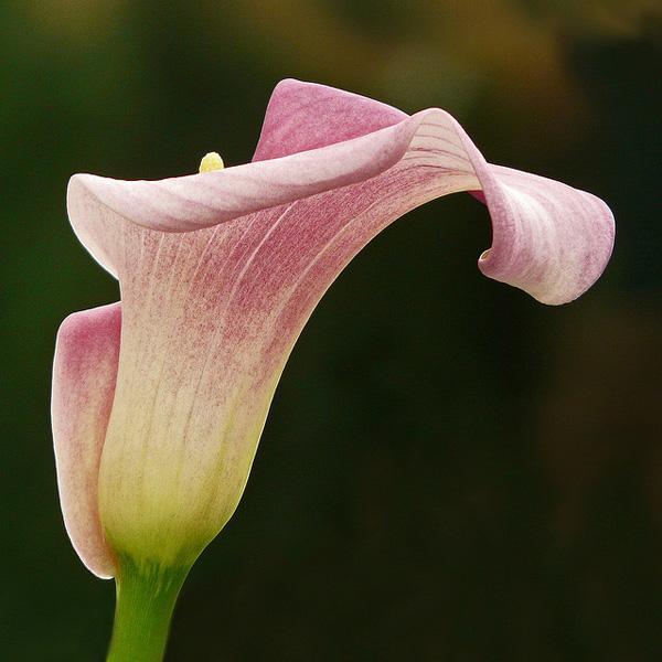 50 Pictures of Pretty Flowers