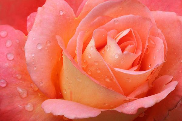 50 Pictures of Pretty Flowers