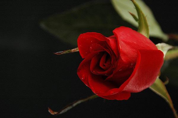 50 Pictures of Pretty Flowers