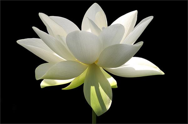50 Pictures of Pretty Flowers