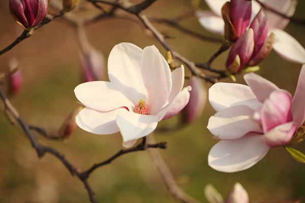 50 Pictures of Pretty Flowers