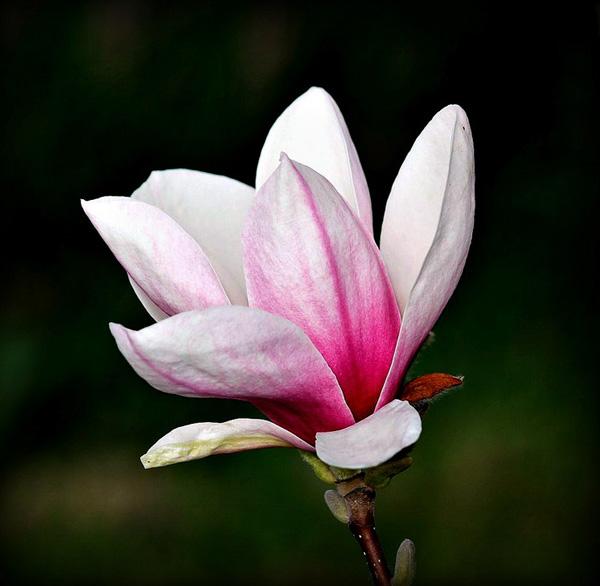50 Pictures of Pretty Flowers
