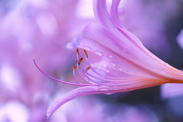 50 Pictures of Pretty Flowers