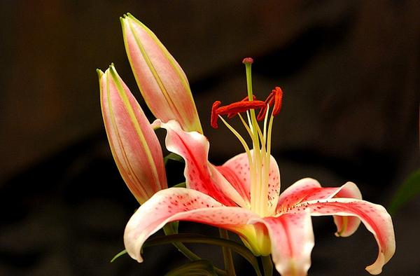 50 Pictures of Pretty Flowers