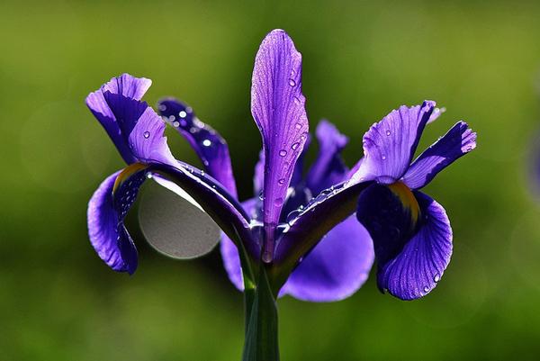 50 Pictures of Pretty Flowers