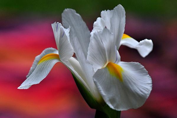 50 Pictures of Pretty Flowers