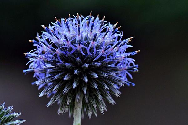 50 Pictures of Pretty Flowers