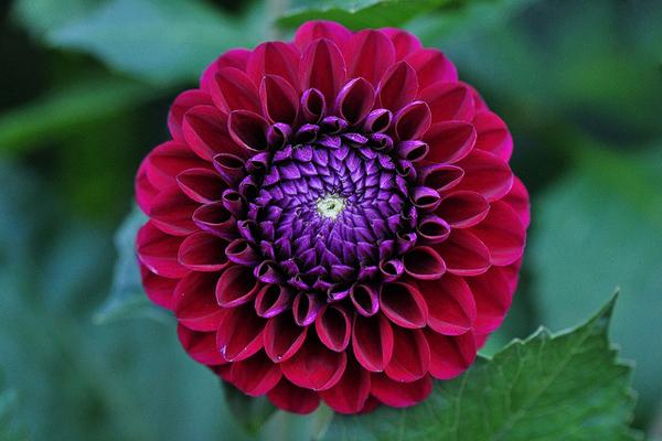 50 Pictures of Pretty Flowers