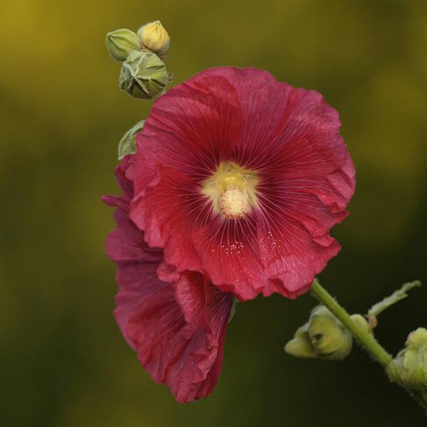 50 Pictures of Pretty Flowers