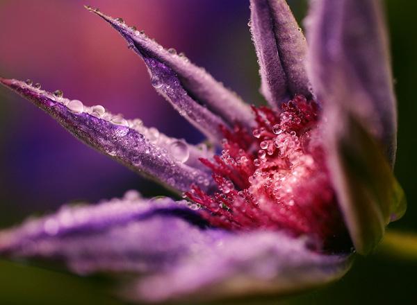 50 Pictures of Pretty Flowers