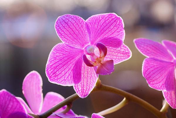 50 Pictures of Pretty Flowers