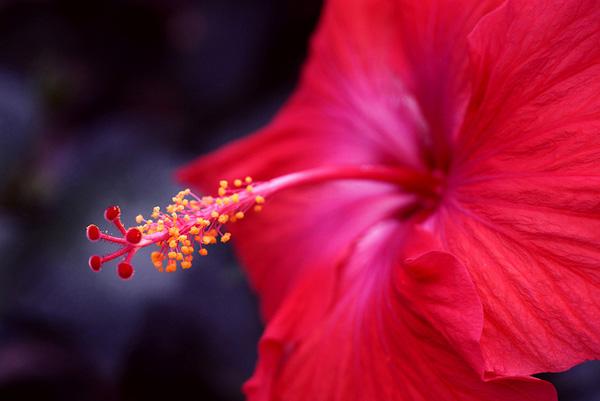 50 Pictures of Pretty Flowers