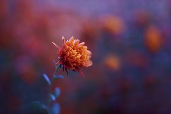 50 Pictures of Pretty Flowers