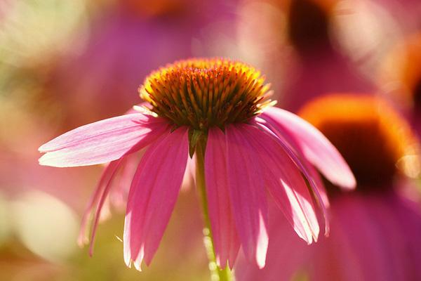 50 Pictures of Pretty Flowers